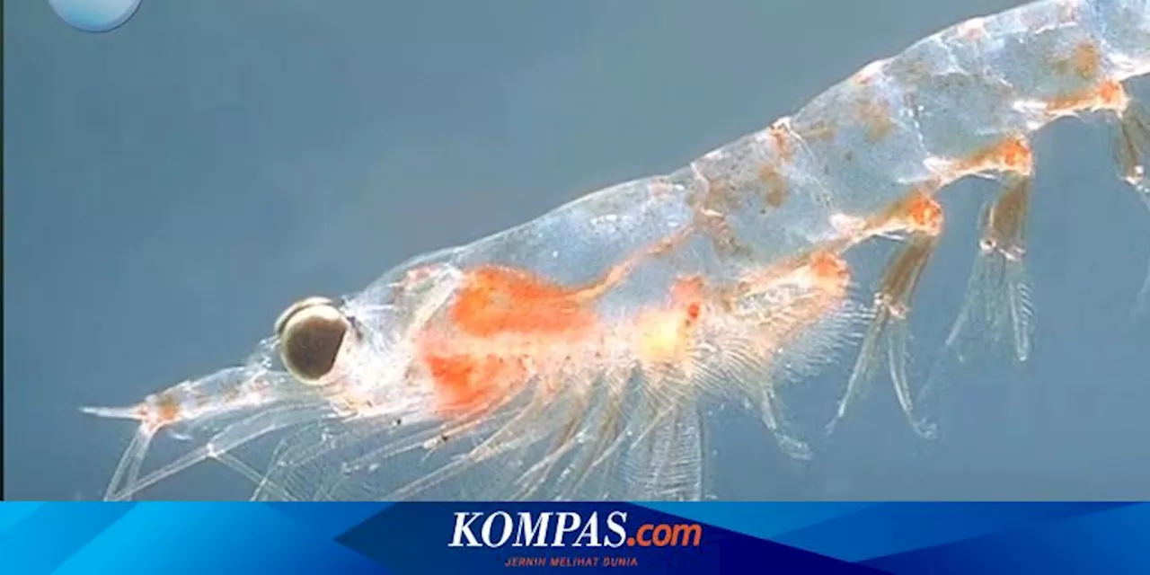 Paradoks Krill dan Ancaman Nyata bagi Ekosistem Lautan