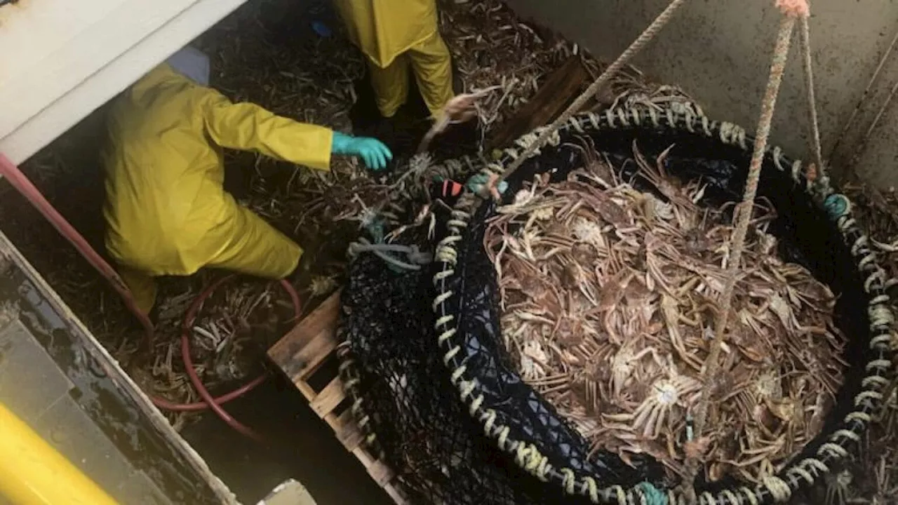 In surprising move, Bering Sea snow crab fishery to reopen after 2-year closure