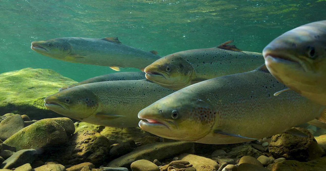 L'inquiétante chute du nombre de saumons britanniques, pour cause de pollution des rivières