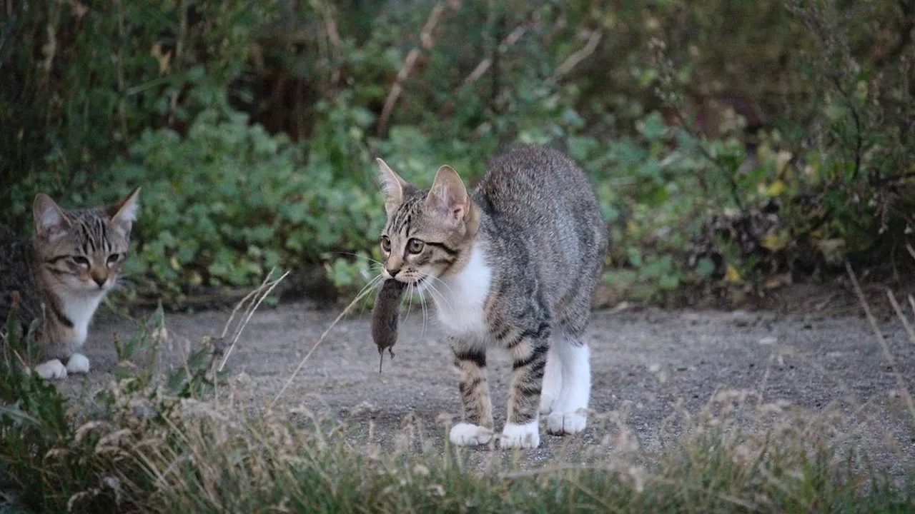 'Hujan Kucing' di Langit Malaysia Bantu Basmi Invasi Tikus pada 1960