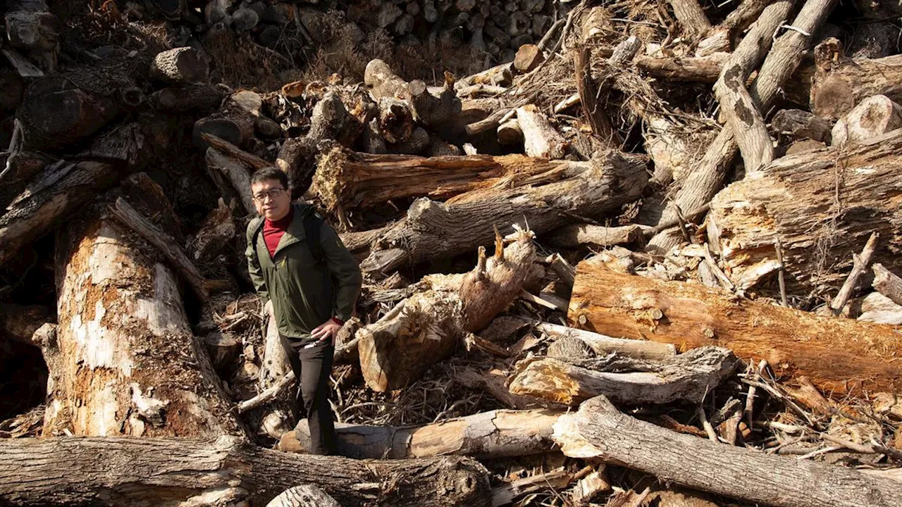 Ancient piece of driftwood hidden for thousands of years could hold secrets for combating climate change