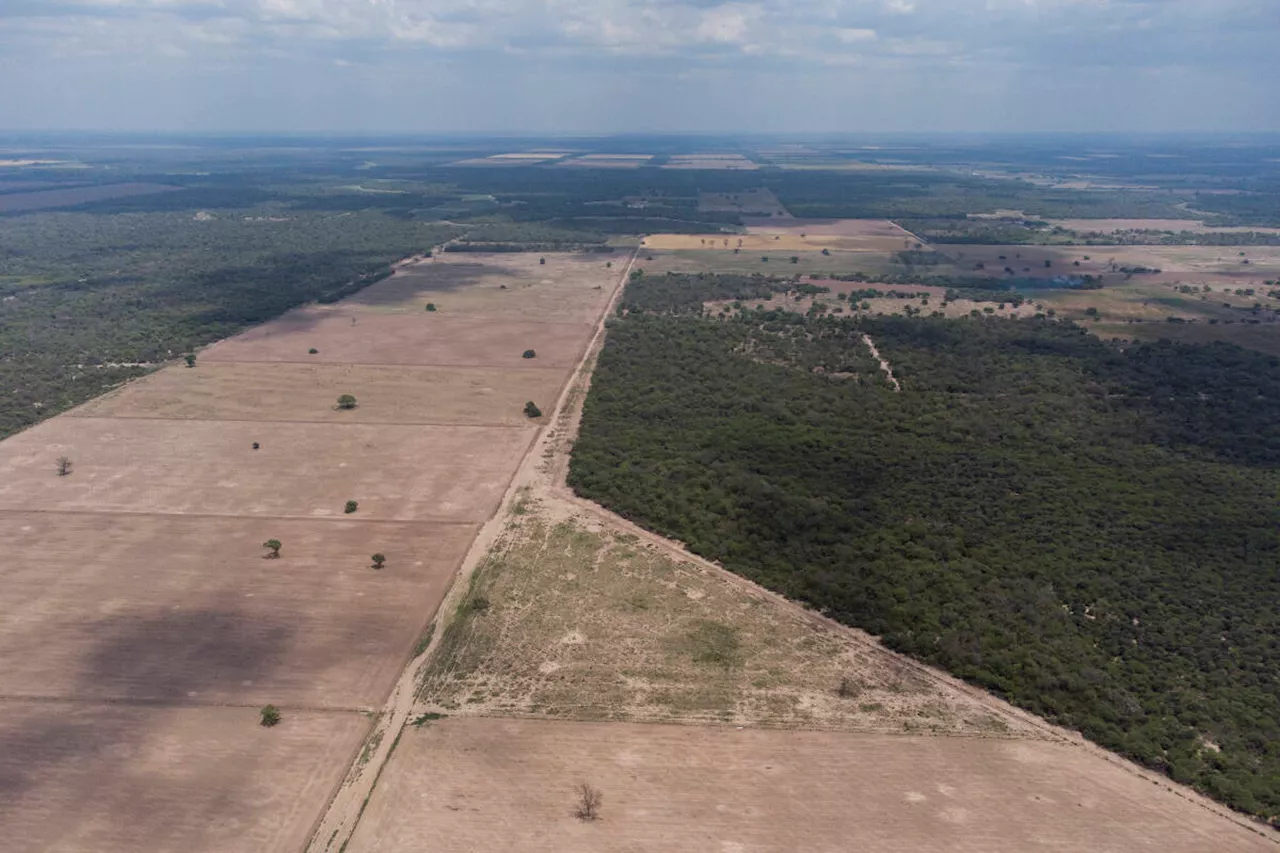 Le commerce du collagène participe à la déforestation au Paraguay, selon l’ONG Global Witness