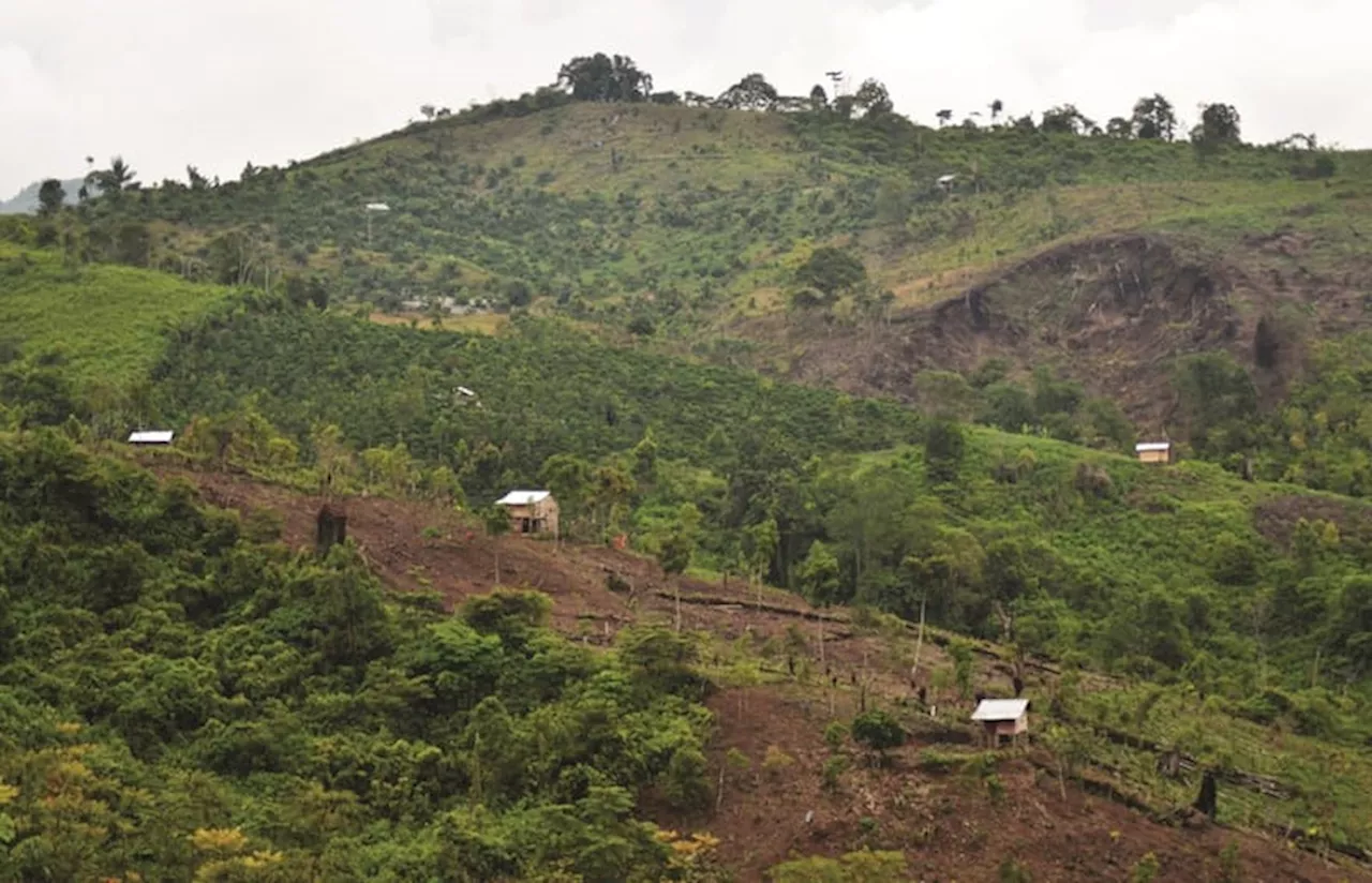 Peningkatan Deforestasi Global di Tahun 2023 Tantangan Terhadap Komitmen Perlindungan Hutan