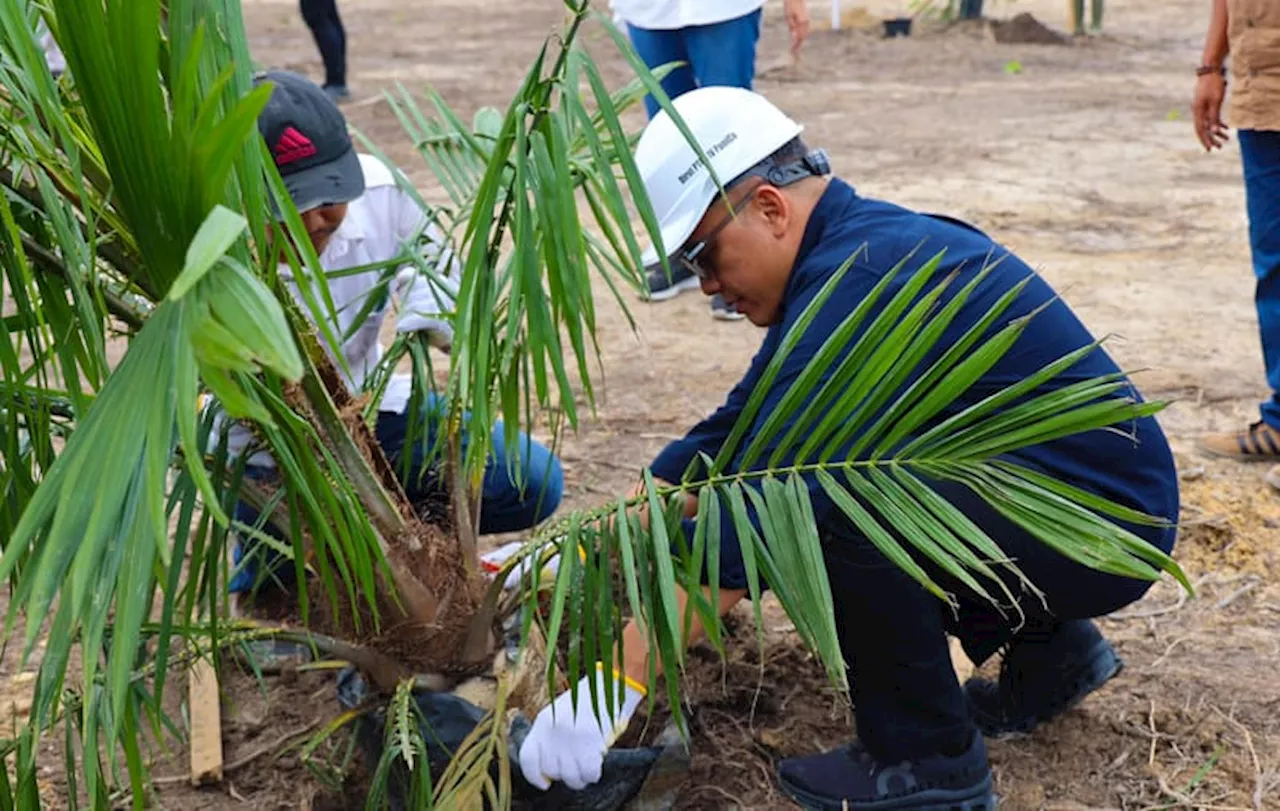 Program Penyediaan Bibit Sawit Unggul Diperluas