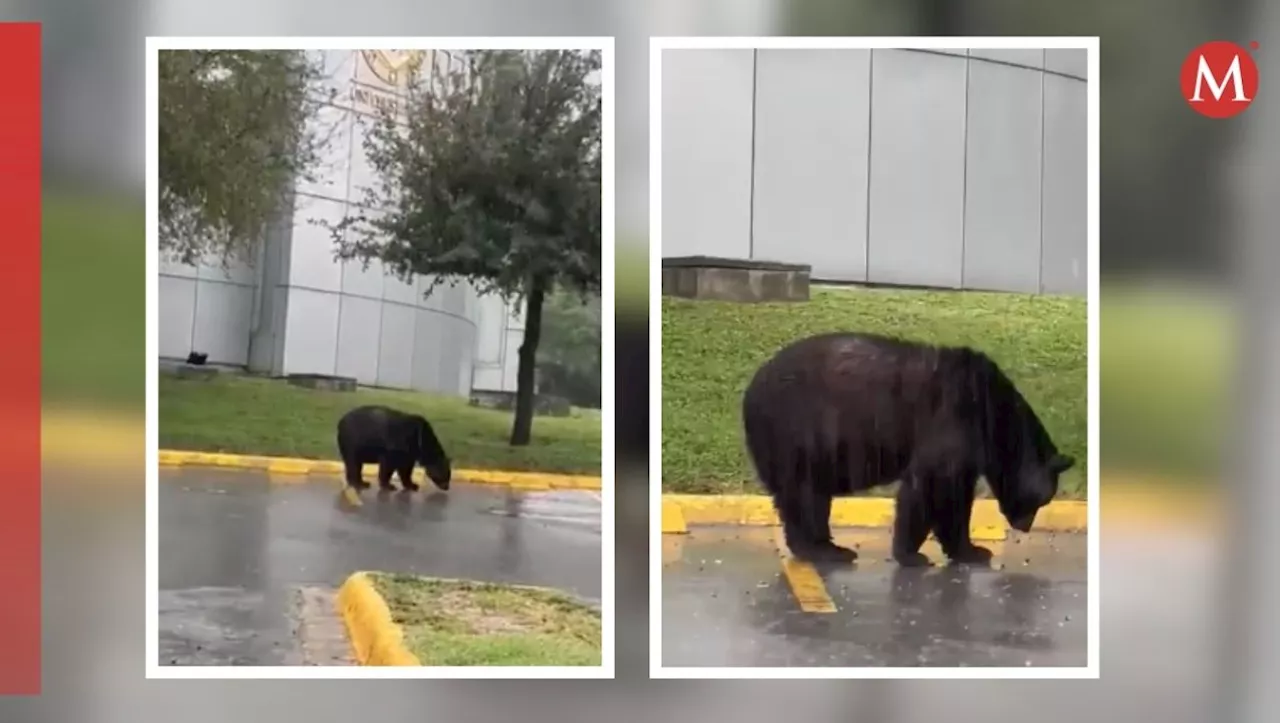 Avistamiento de oso sorprende a estudiantes en el Campus Mederos de la UANL