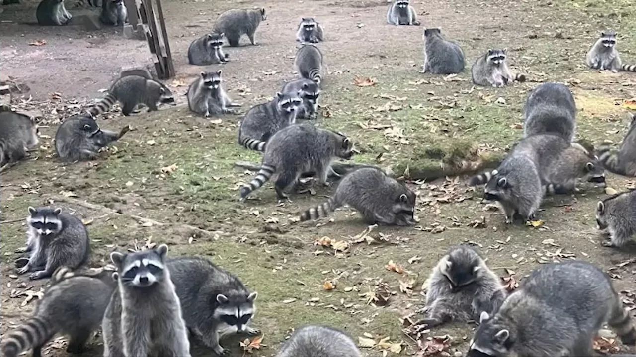 Poulsbo woman forced to evacuate as gaze of raccoons invades yard