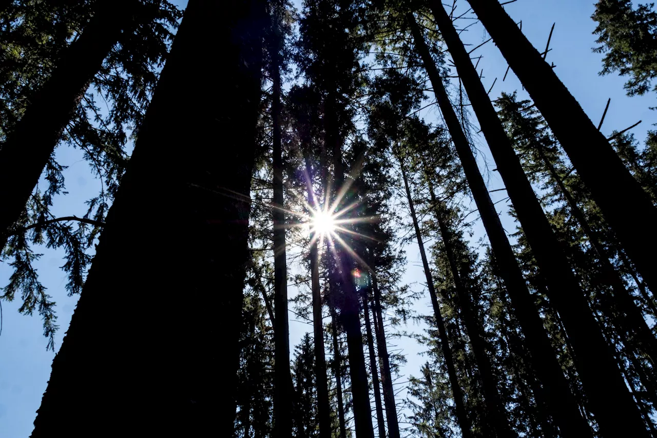 Özdemir: Wald ist zu Kohlenstoffquelle geworden