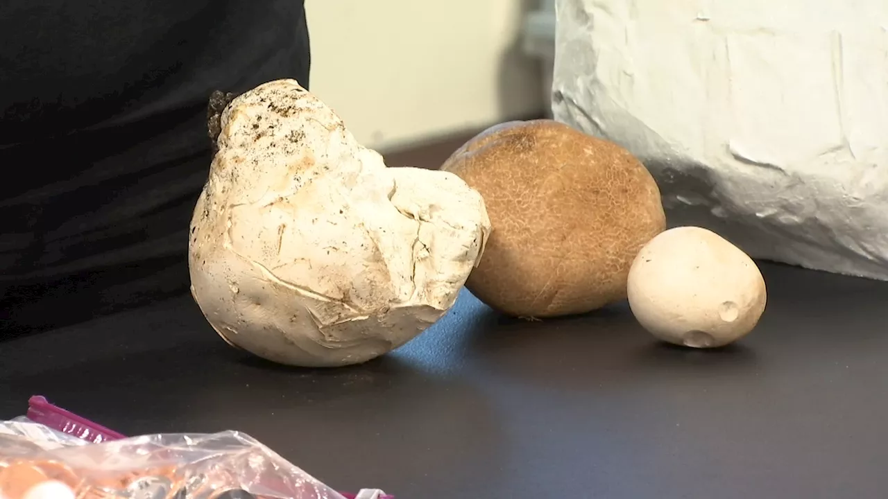 Illinois has a ‘state mushroom' for the first time, thanks to these students