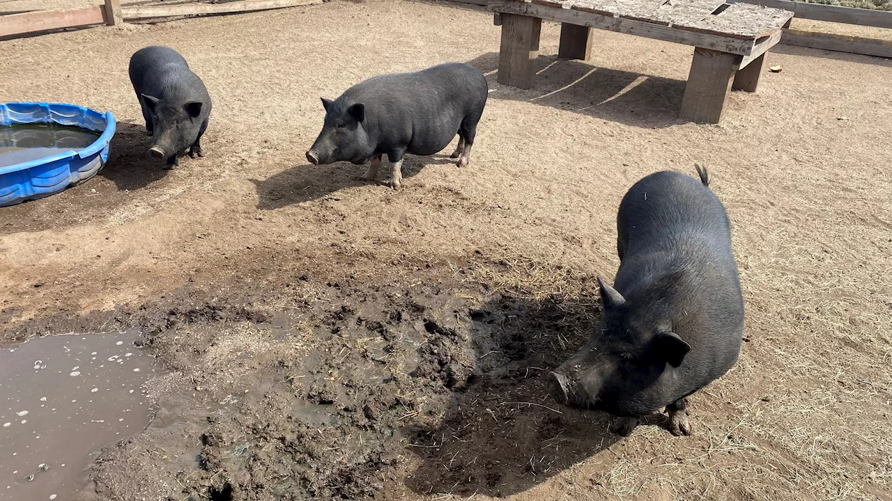 Abandoned pigs thrive 2 years after more than 100 dumped in East San Diego County