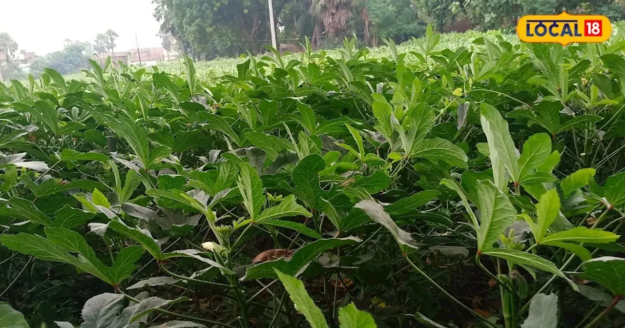 Farming Tips: इस किसान की तरकीब से करें भिंडी की खेती, लागत से 3 गुना ज्यादा होगा मुनाफा