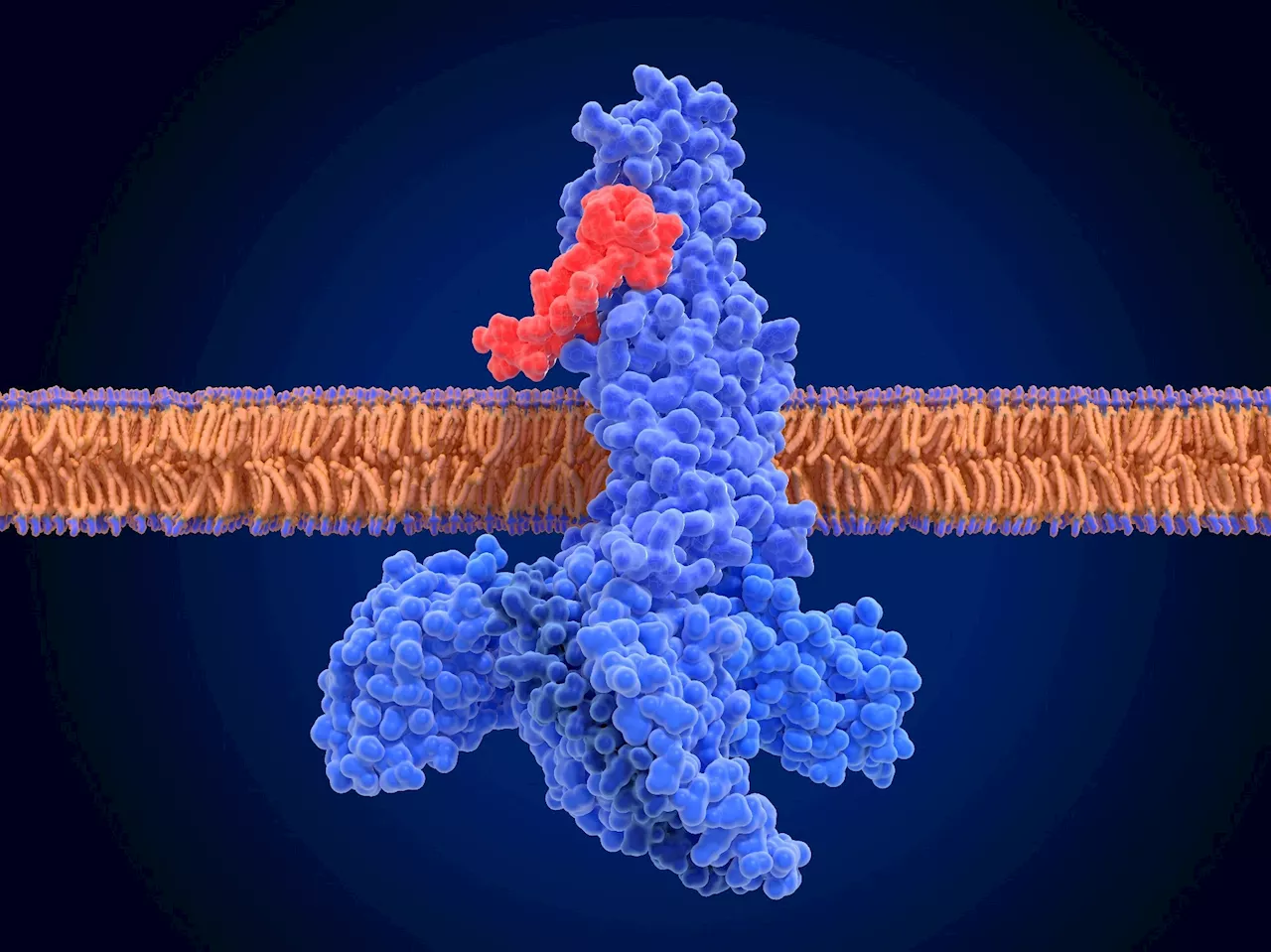 GLP-1 drugs protect brain health by improving neurovascular function and reducing inflammation