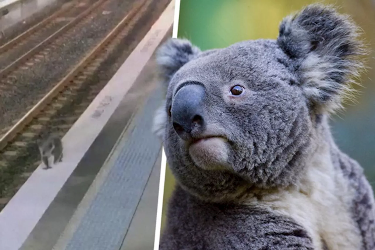 Avontuurlijke koala maakt ochtendwandeling in treinstation, maar wordt op de voet gevolgd door agenten