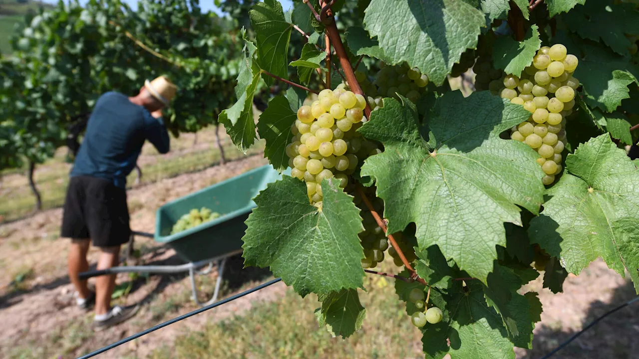 Weinlese im Endspurt: Geringe Ernte, sehr gute Qualität