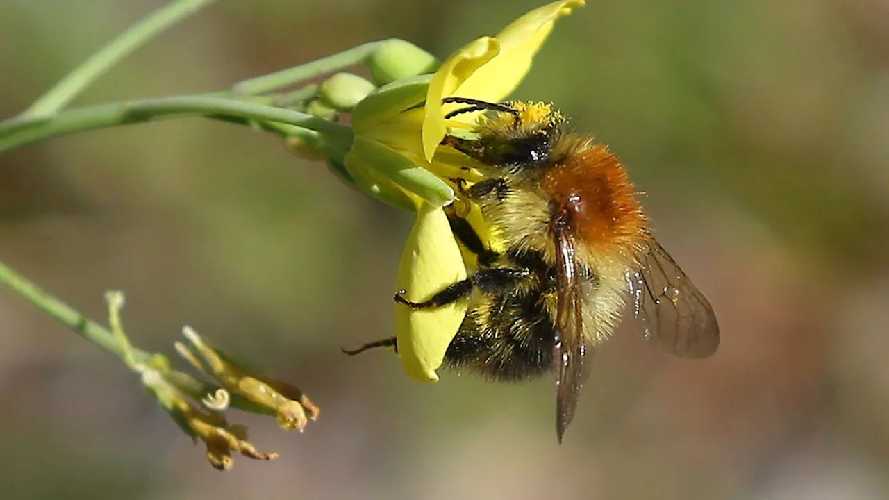 Berlin & Brandenburg: Mehr Blühflächen für Berliner Wildbienen