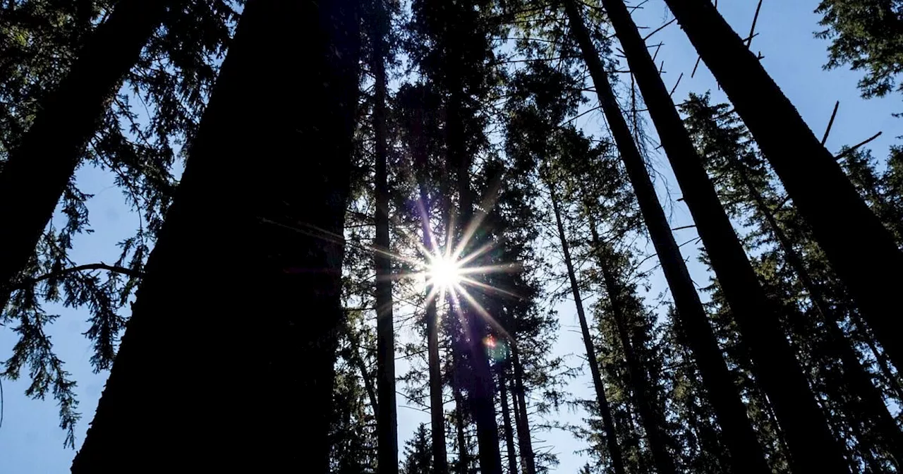 Özdemir: Wald ist zu Kohlenstoffquelle geworden