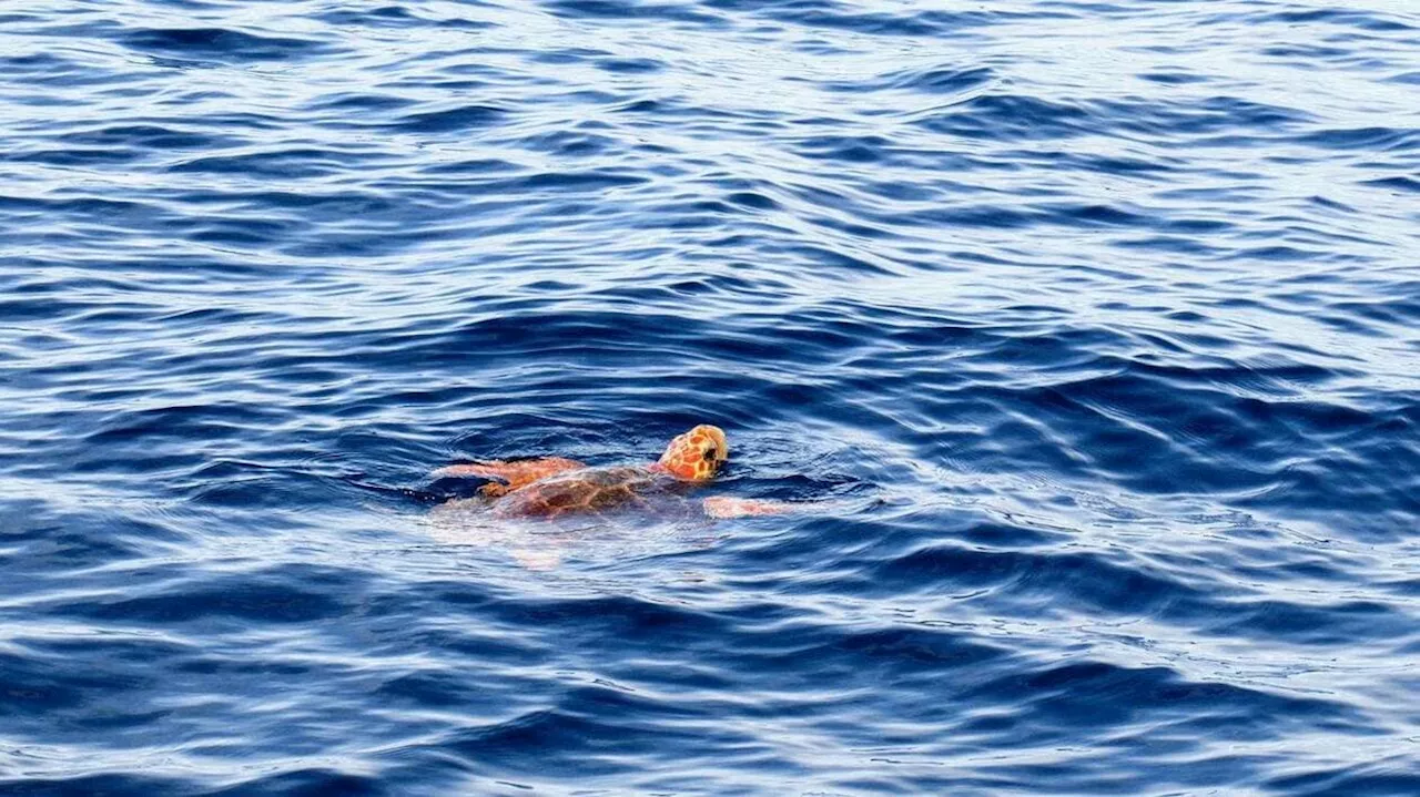 Affaiblie et en difficulté, une tortue caouanne sauvée par un pêcheur dans les Alpes-Maritimes