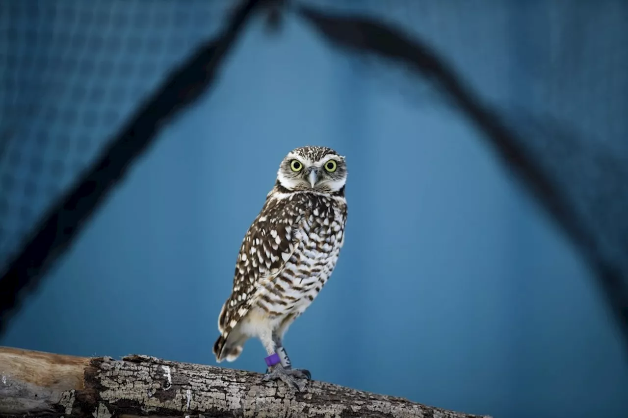 Grassland destruction on Canadian Prairies harming bird populations: report