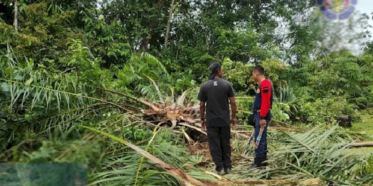 Gajah Liar Rusak Perkebunan Sawit, BPBD Aceh Barat Gelar Operasi Penanggulangan