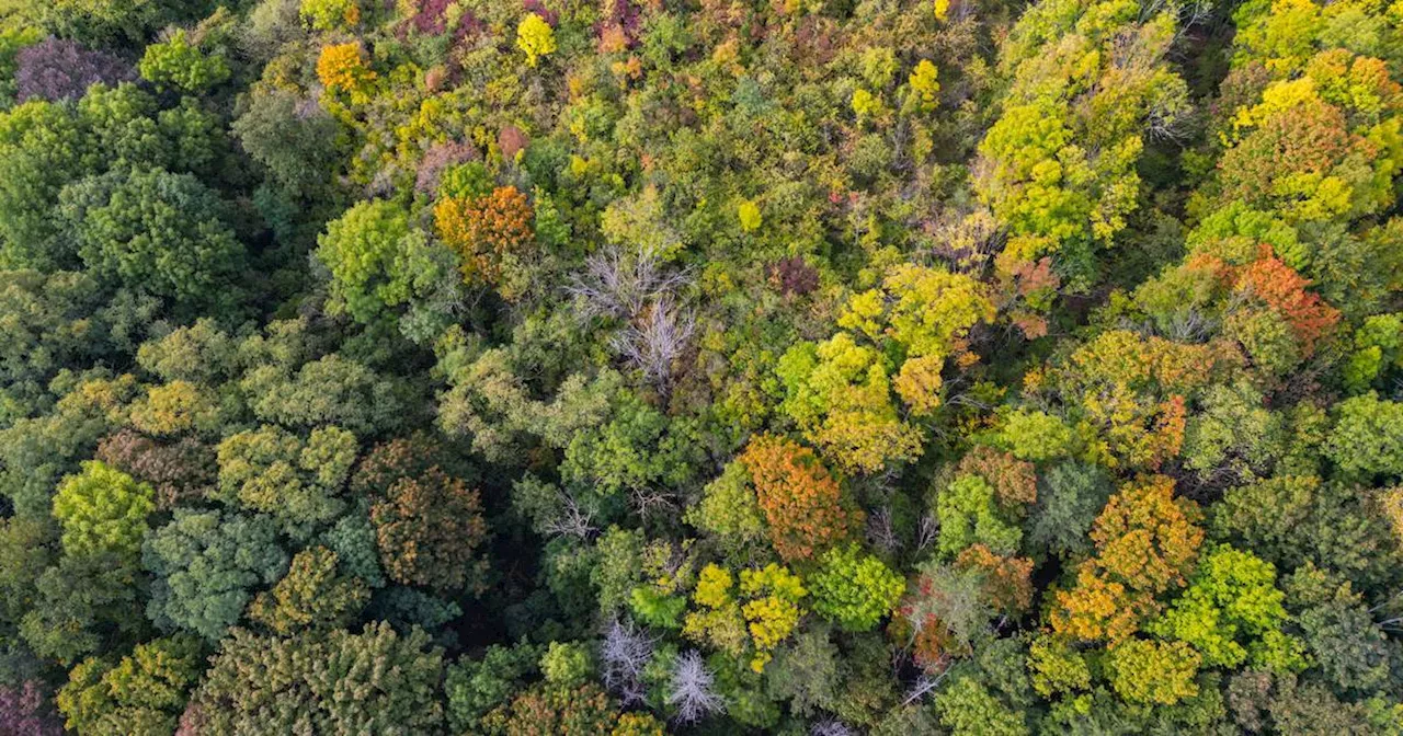 Bericht von Özdemir: Wald in Deutschland macht Klimaziele nicht einfacher