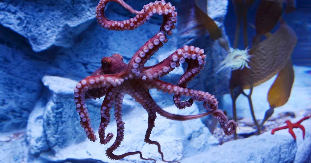 Zoo Duisburg: Peta fordert Freilassung von Oktopus Teo