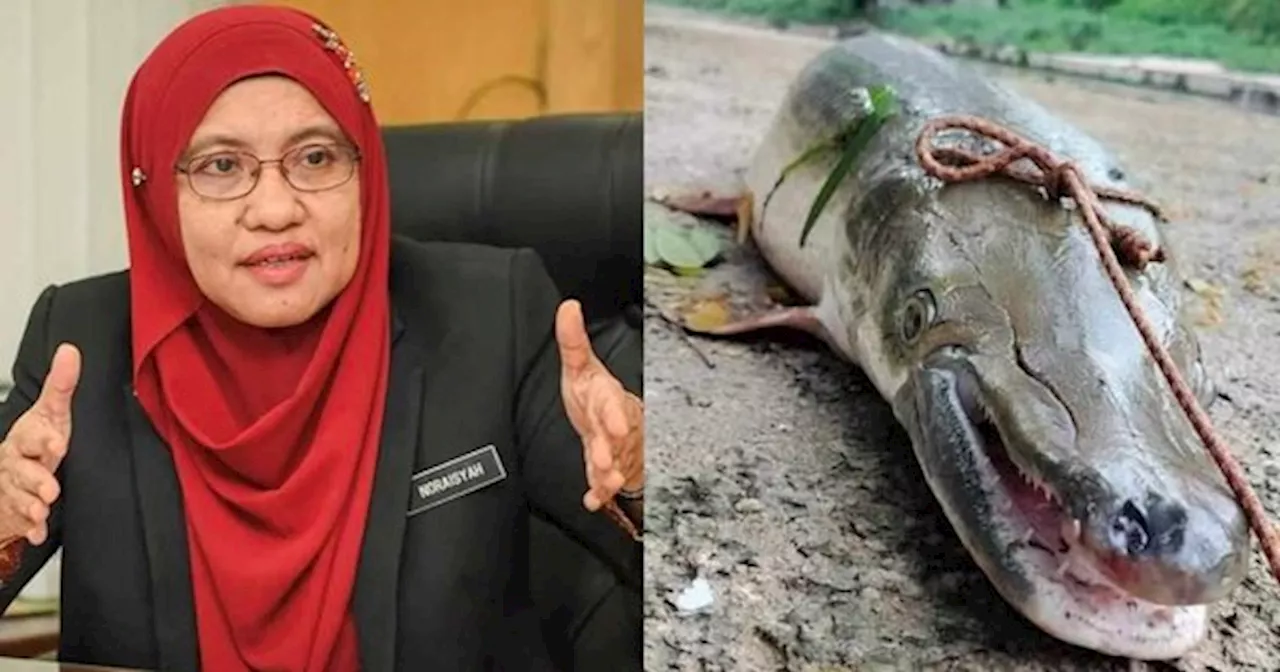 Jabatan Perikanan Sahkan Ada Individu Sengaja Lepaskan Ikan Alligator Gar Di Sungai Klang