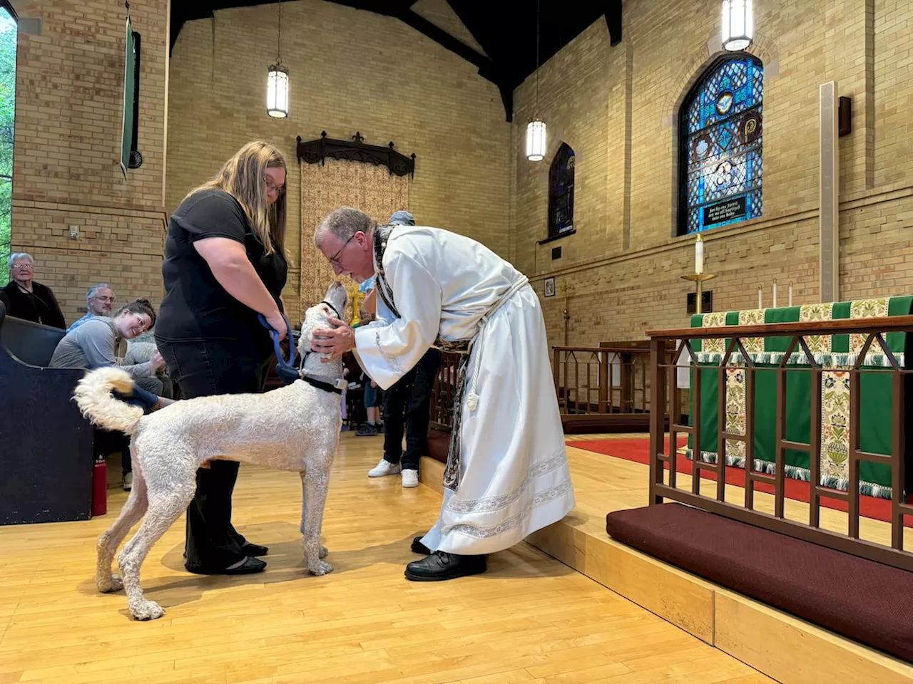 Animal lovers, rejoice: These northern Utah cats, dogs and tortoises will make it to heaven