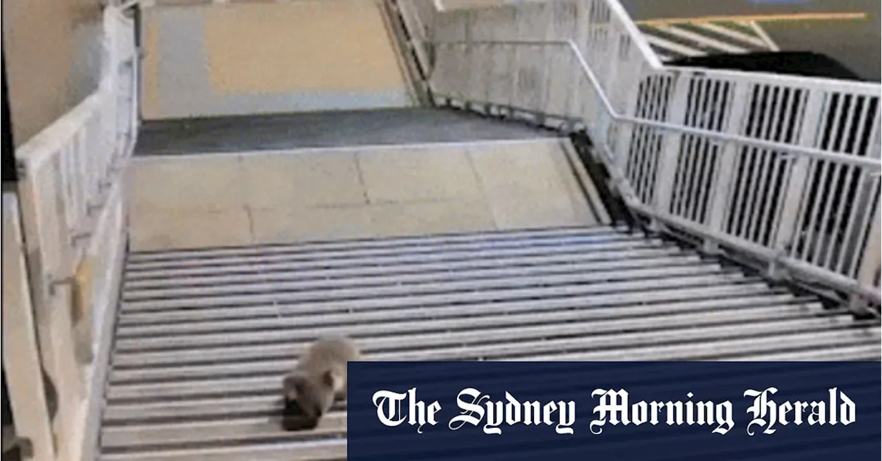 Koala's Morning Commute Goes Viral After Train Station Outing