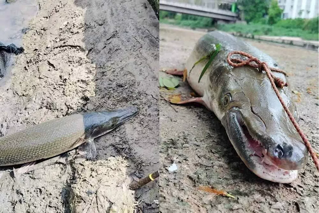 Alligator Gar Caught in Malaysia's Klang River