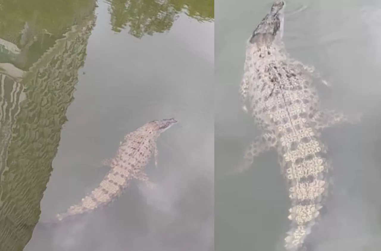 Large croc filmed hunting monitor lizard in Sg Melaka, public warned to stay clear of riverbanks