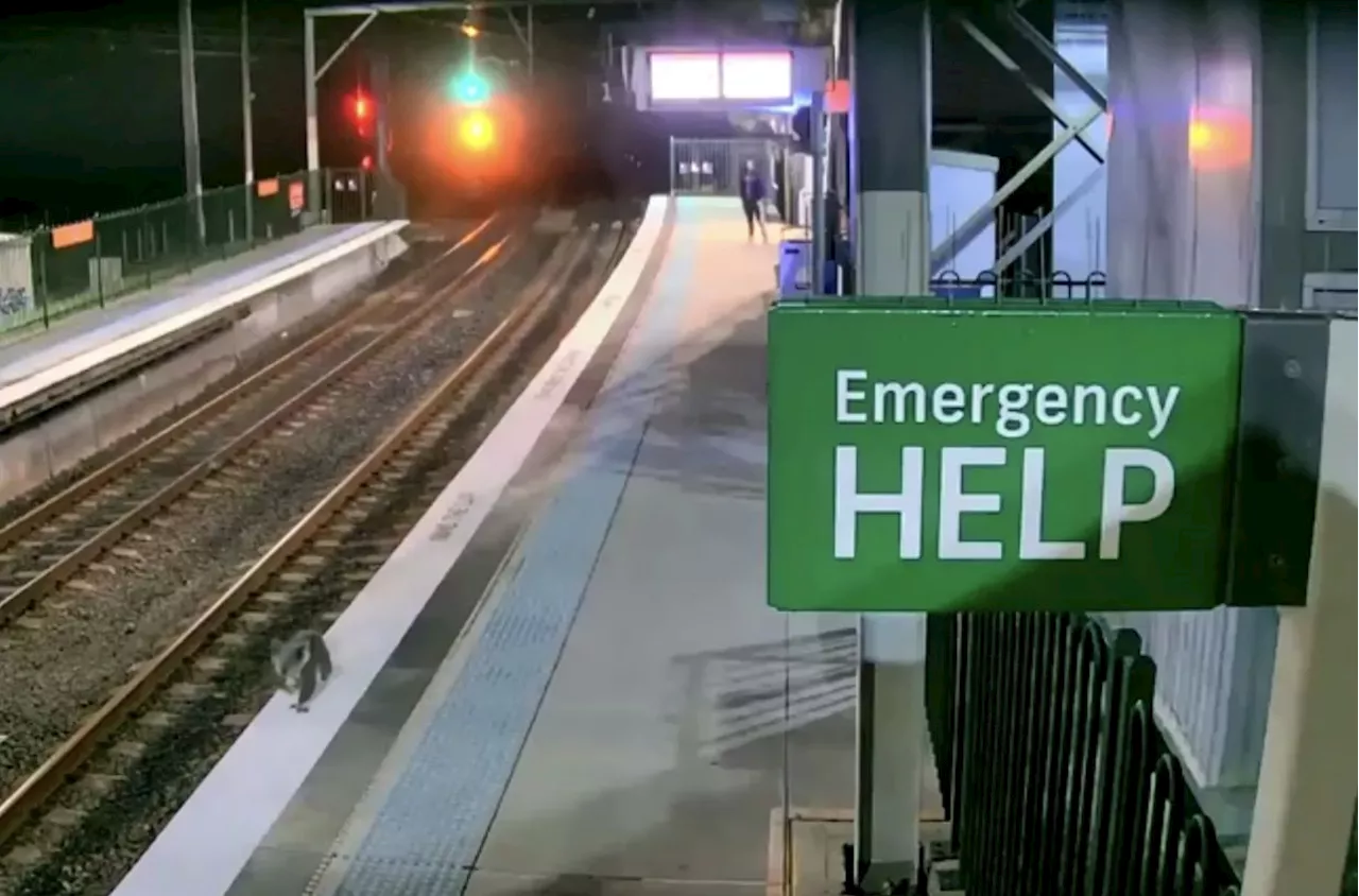 Police chase koala through Sydney train station, video captured on CCTV