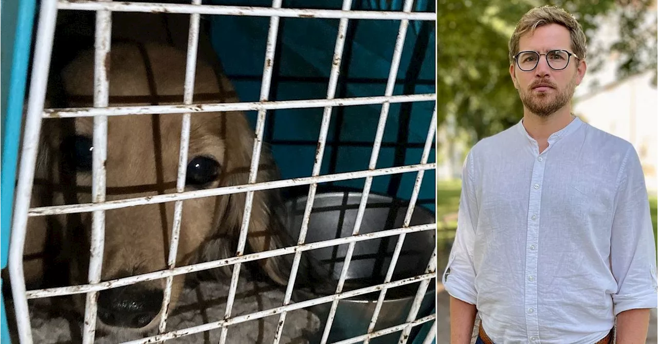 Första taxarna tillsalu efter omhändertagandet på kennel – 600 i kö ”enormt intresse ”