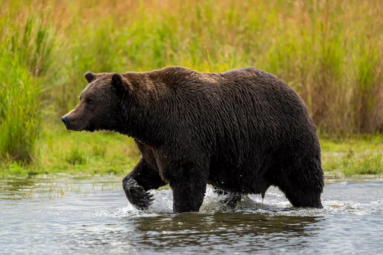 USA: 'Fat Bear'-Woche kürt den dicksten Bären im Katmai-Park