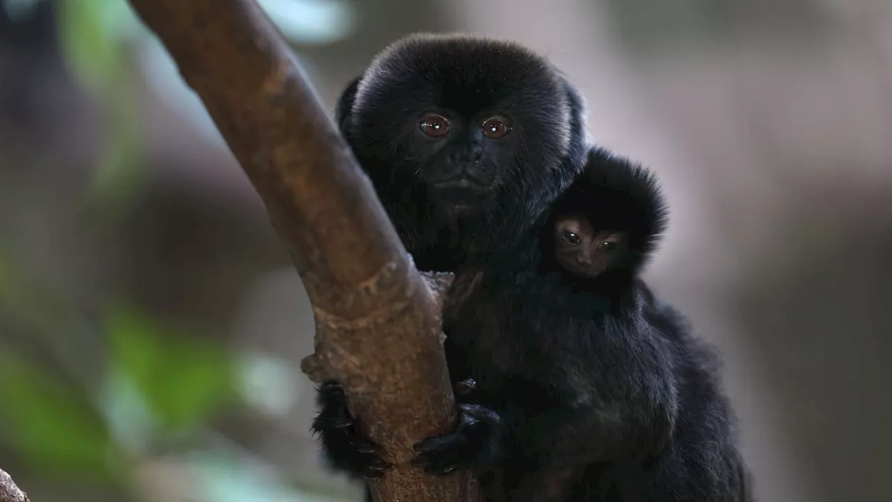 Nachwuchs im Walter-Zoo: Die Springtamarin-Familie wächst +++ Güterzug blockierte Bahnstrecke: Einschränkungen im Morgenverkehr