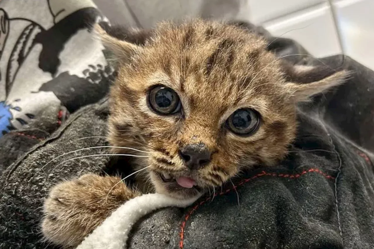 Langley wildlife rescue takes on two bobcat cubs