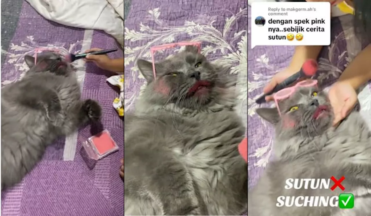 Video Kucing Ini ‘Redha’ Disolek Budak Perempuan Raih 2 Juta Tontonan!