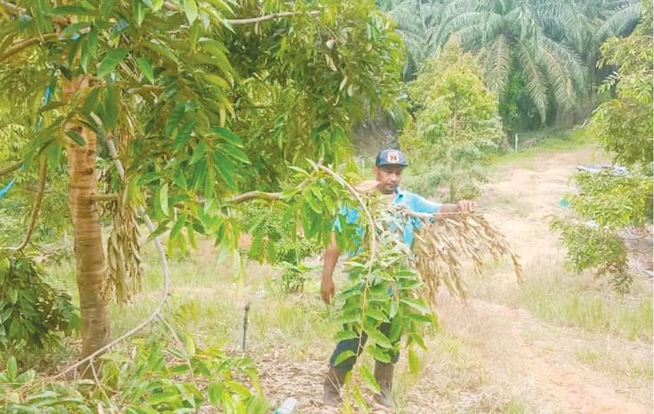 Gajah liar ‘mengganas’ di Felda Kota Gelanggi Dua