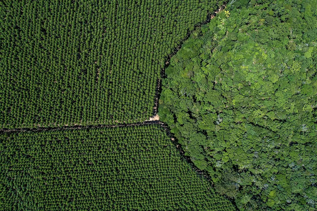 Suzano firma parceria com agtech para impulsionar digitalização no campo