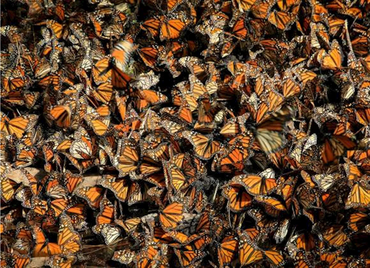 Celebrando la biodiversidad: Ya viene el Festival Paso de la Mariposa Monarca a Saltillo