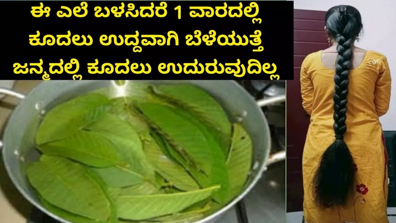 ಮನೆಯಂಗಳದಲ್ಲೇ ಸಿಗುವ ಈ ಎಲೆಯನ್ನು ಕುದಿಸಿ ಹಚ್ಚಿದ್ರೆ.. ಮೊನಕಾಲುದ್ದ, ಕಡುಕಪ್ಪು ಕೂದಲು ನಿಮ್ಮದಾಗುತ್ತವೆ!! ಒಂದೇ ವಾರದಲ್ಲಿ ಪಕ್ಕಾ ರಿಸಲ್ಟ್‌..