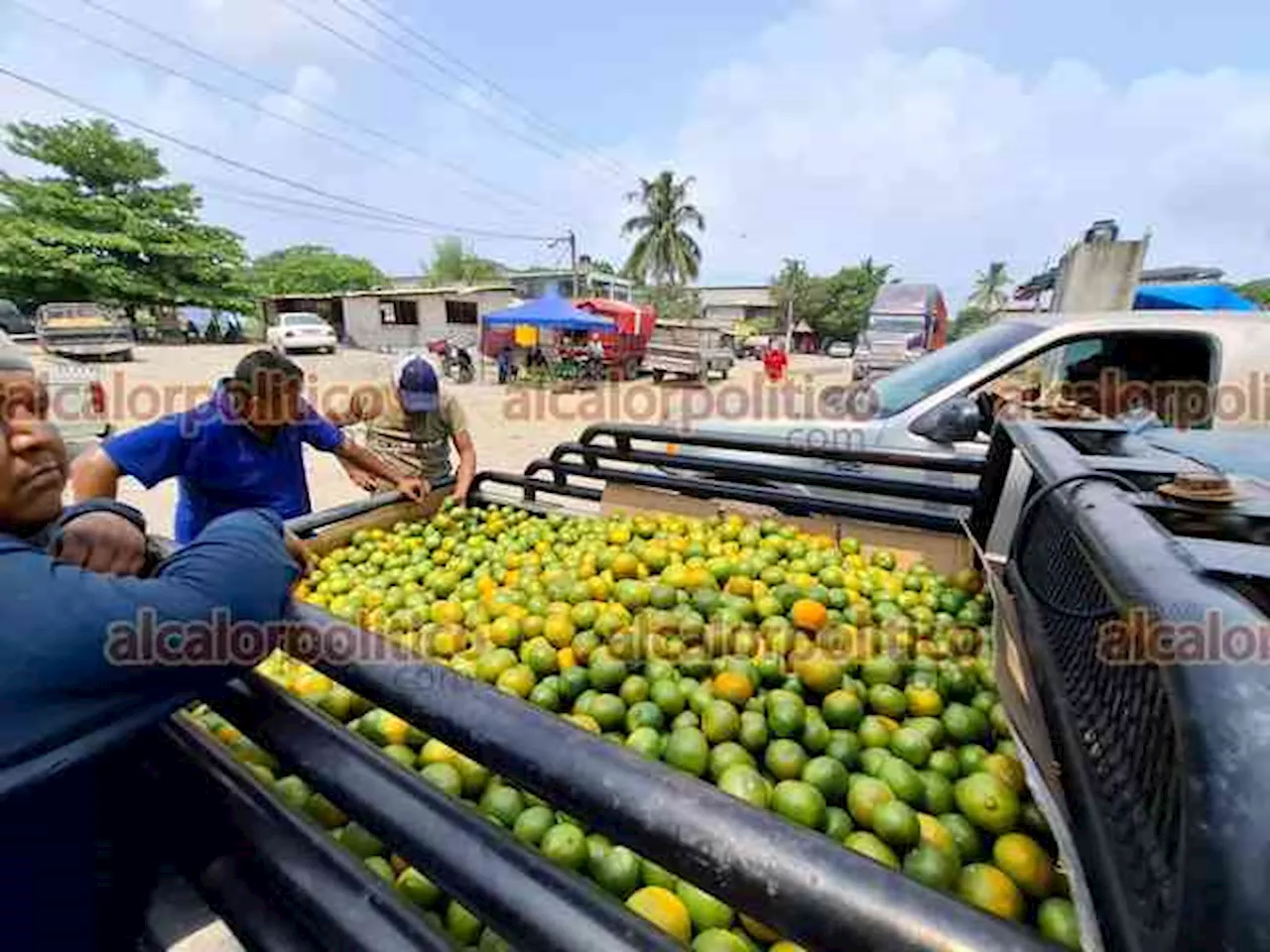 Prevén baja producción de mandarina y cítricos de mesa, en norte de Veracruz