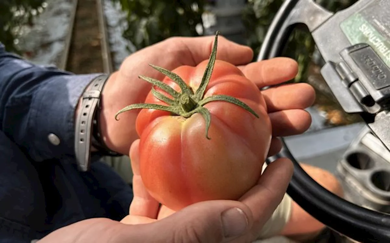 Von Cherry- bis Feuertomaten - bei Bötsch's gibt es sie alle