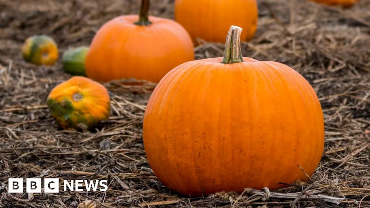 Pumpkins at National Trust properties ruined by slugs and rain