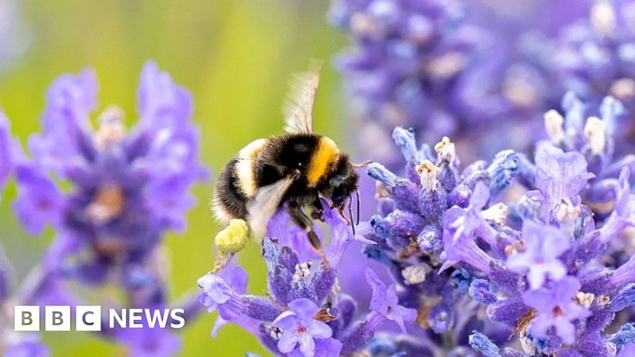 Stressed bees make pessimistic choices, Newcastle Uni study finds