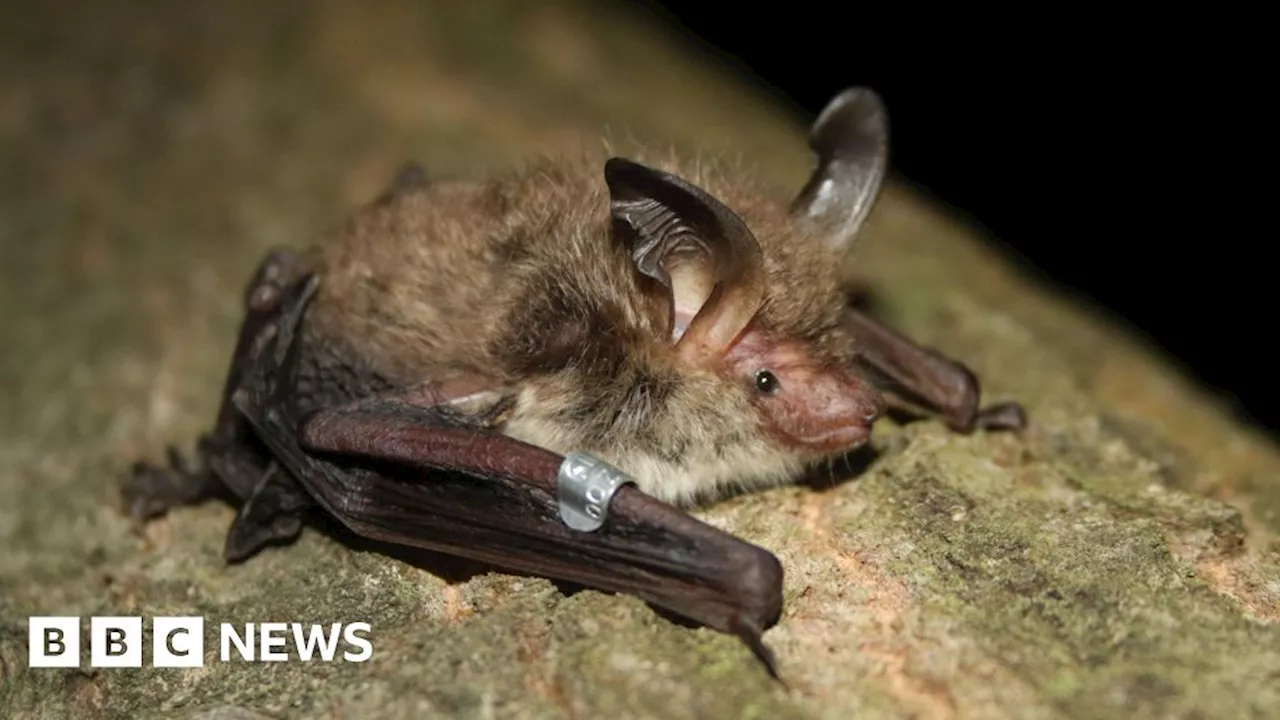 Work to help endangered Bechstein bats bounce back