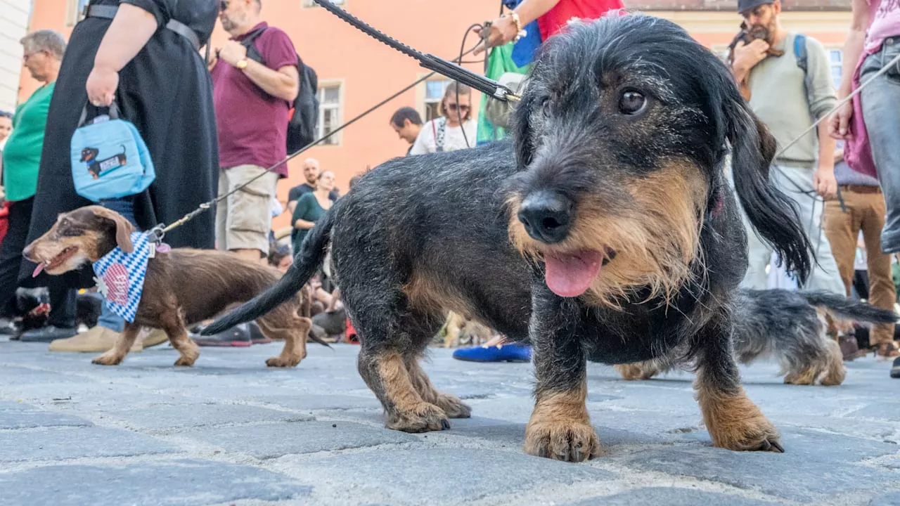 Hundesteuer-Einnahmen erreichen Rekordhöhe von 421 Millionen Euro