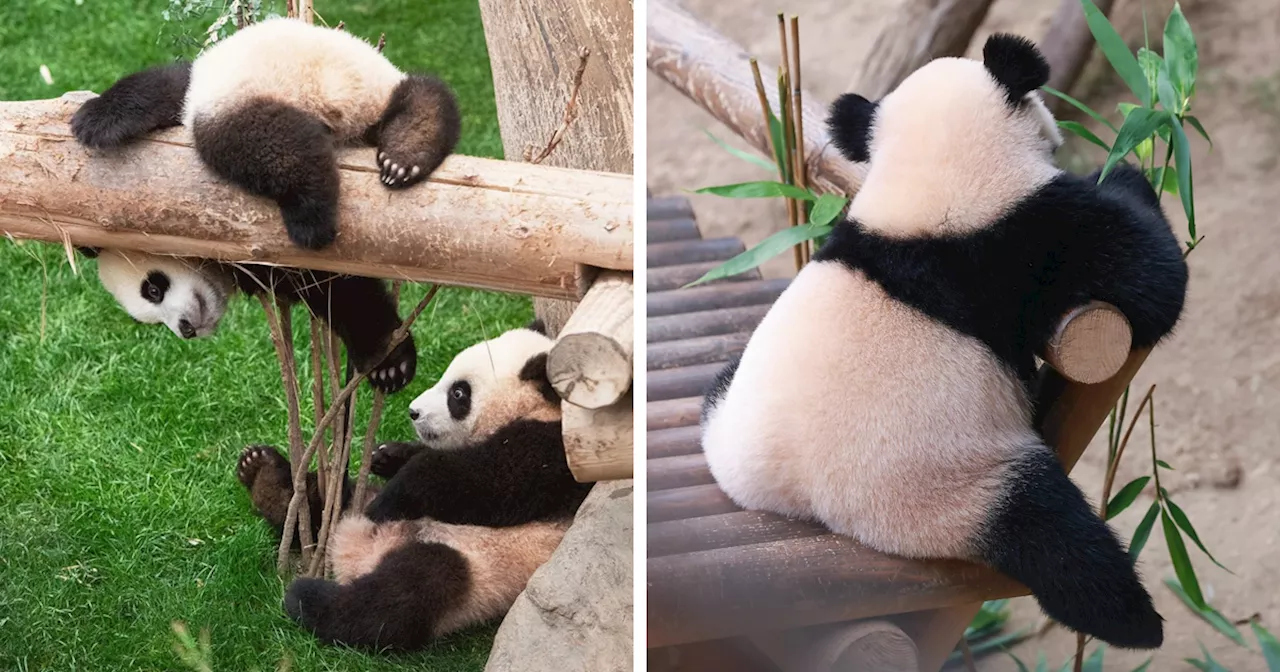 Adorably Cute Panda Twins Hui Bao And Rui Bao Are Melting Hearts All Over The Internet