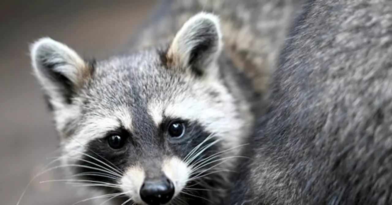 WATCH: Washington Woman’s Home Mobbed by 100 Raccoons