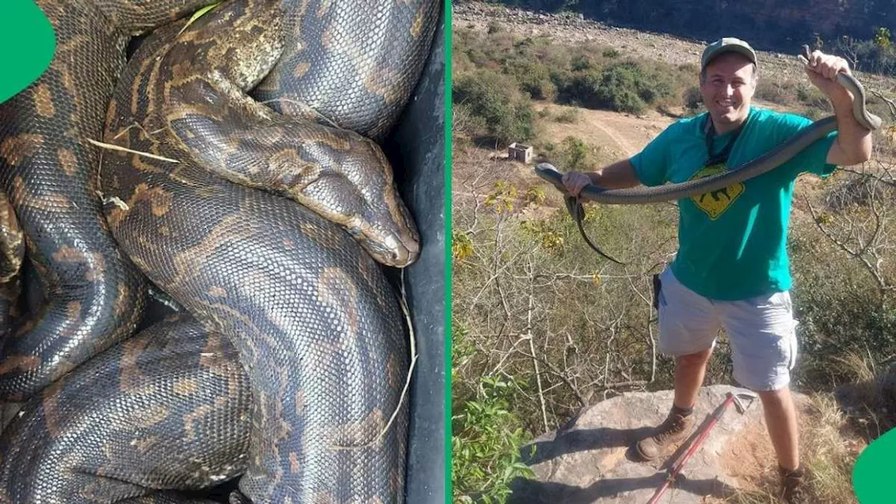 Nick Evans Captures Stunning 3.5m Python in South Africa, Prepares to Lay Eggs This Summer