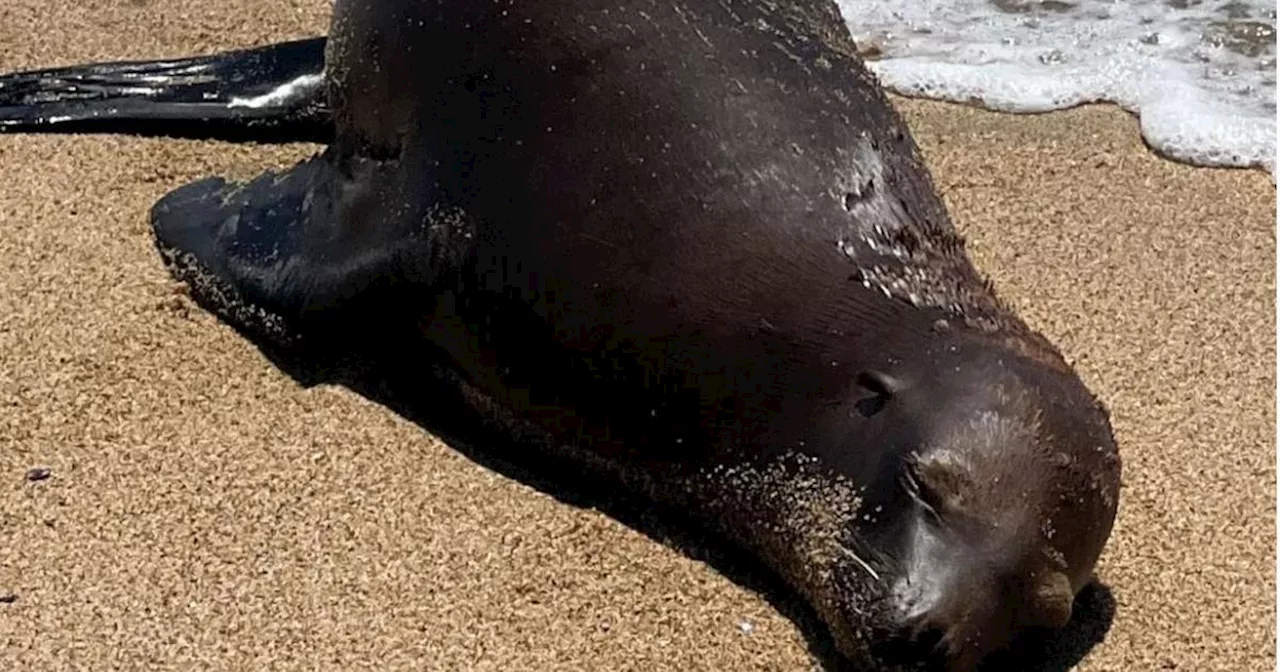 Authorities search for person who shot and killed Orange County sea lion