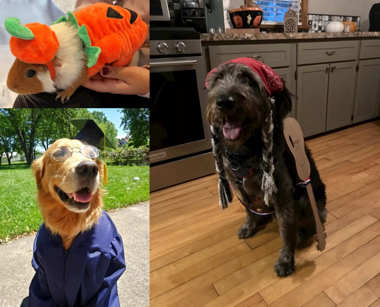 Last chance to vote! Best pet Halloween costume photo contest needs you (poll)